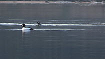 Two male Goldeneye (Bucephala clangula) displaying to a female, Loch Morlich, Cairngorms National Park, Scotland, UK, March.