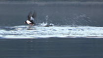 Two male Goldeneye (Bucephala clangula) chasing each other, fighting over a female, Loch Morlich, Cairngorms National Park, Scotland, UK, March.