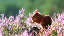 Red squirrel (Sciurus vulgaris) feeding, Scotland, UK, September 2011.