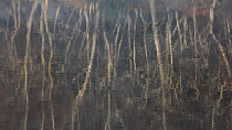 Birch trees (Betula) reflected in water, Loch Vaa, Cairngorms National Park, Scotland, UK, March.