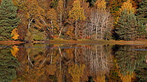 Woodland reflections in autumn, Loch Vaa, Cairngorms National Park, Scotland, UK, October 2012.