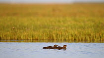 Red throated diver (Gavia stellata) and chicks swimming in a moorland pool, Sutherland, Scotland, UK, June.