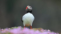 Puffin (Fratercula arctica) flapping its wings with sandeels in its beak, Thrift (Armeria maritima) in the foreground, Fair Isle, Shetland Islands, Scotland, UK, July.