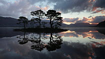Scots pine trees (Pinus sylvestris) silhouetted at dawn, Loch Maree, Wester Ross, Scotland, UK, November 2014.