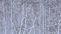 Silver birch forest in heavy snowfall, Cairngorms National Park, Scotland, UK, December.