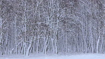 Silver birch forest in heavy snowfall, Cairngorms National Park, Scotland, UK, December.