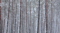 Scots pine (Pinus sylvestris) trees in heavy snowfall, Cairngorms National Park, Scotland, UK, January.