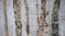 Great spotted woodpecker (Dendrocopos major) foraging on a Silver birch tree (Betula pendula), Scotland, UK, January.