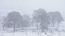 Scots pine trees (Pinus sylvestris) in heavy snowfall, Cairngorms National Park, Scotland, UK, January.