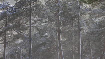 Scots pine trees (Pinus sylvestris) in heavy snowfall, Cairngorms National Park, Scotland, UK, January.