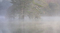 Mist drifting across Loch Vaa, with pine trees in the background, Cairngorms National Park, Scotland, UK, April 2015.
