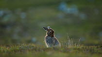 Mountain hare (Lepus timidus) grooming on heather moorland, Cairngorms National Park, Scotland, UK, June.
