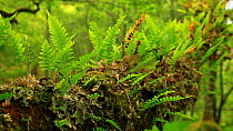 Common polypody (Polypodium vulgare) growing on the branch of an Oak tree (Quercus), Airundle National Nature Reserve, Ardnamurchan Peninsula, Lochaber, Scotland, UK, June.