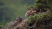 Female Golden eagle (Aquila chrysaetos) feeding its chick in a nest in a pine tree, Glen Tanar, Cairngorms National Park, Scotland, UK, June.