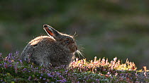 Mountain hare leveret (Lepus timidus) grooming amongst flowering heather, Cairngorms National Park, Scotland, UK, August.