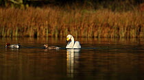 Whooper swan (Cygnus cygnus) upending, feeding on a loch, with a pair of Eurasian wigeon (Anas penelope) swimming nearby, Scotland, UK, November.