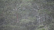 Heavy snow falling, with Scots pine trees (Pinus sylvestris) in the background, Cairngorms National Park, Scotland, UK, December.