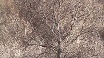 Silver birch (Betula pendula) tree backlit, with raindrops on branches, Scotland, UK, December.