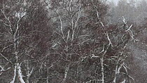 Silver birch (Betula pendula) trees in falling snow, Scotland, UK, December.