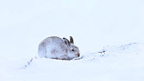 Mountain hare (Lepus timidus) feeding on heather shoots in snow, Cairngorms National Park, Scotland, UK, January.