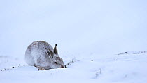 Mountain hare (Lepus timidus) feeding on heather shoots in snow, Cairngorms National Park, Scotland, UK, January.