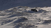 Mountain hare (Lepus timidus) resting in a snowhole, with windblown snow, Cairngorms National Park, Scotland, UK, January.