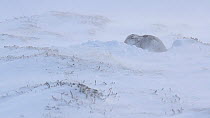 Mountain hare (Lepus timidus) resting in a snowhole, with windblown snow, Cairngorms National Park, Scotland, UK, January.