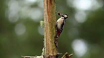 Great spotted woodpecker (Dendrocopos major) feeding on a hazelnut, Cairngorms National Park, Scotland, UK, March.