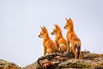 Three Ethiopian wolf (Canis simensis) pups waiting for their parents to return, Ethiopia.
