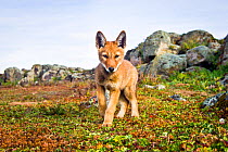 Ethiopian wolf (Canis simensis) pup, approaching remote camera, Web Valley, Bale Mountains National Park, Ethiopia.