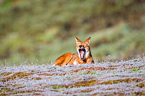 Ethiopian wolf (Canis simensis) yawning in morning, Ethiopia.