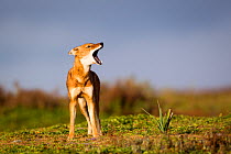 Ethiopian wolf (Canis simensis) barking / howling, Ethiopia.