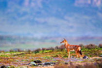 Ethiopian wolf (Canis simensis) scanning the surroundings while patrolling the pack's territory, Ethiopia, November.