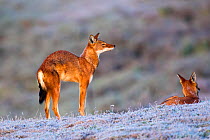 Ethiopian wolf (Canis simensis) stretching as it wakes up, Web Valley, Ethiopia.