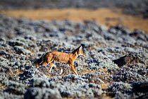 Ethiopian wolf (Canis simensis) on the Sanetti Plateau, Ethiopia.