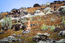 Ethiopian wolf (Canis simensis) sub-adult wolf sitting near den, Ethiopia.