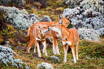 Ethiopian wolves (Canis simensis) individual from the BBC pack greeting each other after returning from hunting, Ethiopia.