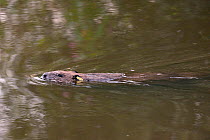 Eurasian beaver (Castor fiber) adult female with ear tag, swimming on the River Otter, near where it was released by the Devon Wildlife Trust, Devon, UK, August 2015.