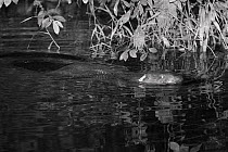 Eurasian beaver (Castor fiber) adult female with ear tag, swimming on the River Otter at night, near where it was released by the Devon Wildlife Trust, Devon, UK, August 2015.  Photoraphed by infra re...