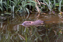 Young Eurasian beaver (Castor fiber) kit swimming. Wild kit born in the River Otter, during Devon Beaver Trial, managed by the Devon Wildlife Trust. Devon, UK, August 2015.