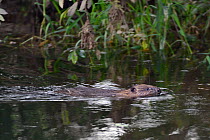 Young Eurasian beaver (Castor fiber) kit swimming. Wild kit born in the River Otter, during Devon Beaver Trial, managed by the Devon Wildlife Trust. Devon, UK, August 2015.
