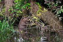Young Eurasian beaver (Castor fiber) feeding on a willow branch overhanging the River Otter at dusk, part of a release project managed by the Devon Wildlife Trust, Devon, England, UK, August 2015.