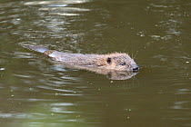 Young Eurasian beaver (Castor fiber) kit swimming at dusk, born in the wild on the River Otter, part of a release project managed by the Devon Wildlife Trust, Devon, England, UK, August 2015.