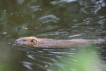 Ear-tagged adult female Eurasian beaver (Castor fiber) swimming on the River Otter at dusk, part of a release project managed by the Devon Wildlife Trust, Devon, England, UK, August 2015.