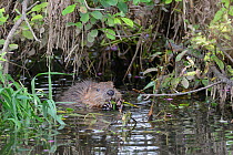 Eurasian beaver (Castor fiber) kit feeding on Willow (Salix), born in the wild on the River Otter, part of a release project managed by the Devon Wildlife Trust, Devon, England, UK, August 2015.