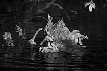 Eurasian beaver (Castor fiber) kit feeding on Willow (Salix) leaves at night, born in the wild on the River Otter, part of a release project managed by the Devon Wildlife Trust, Devon, England, UK, Au...