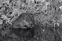 Two Eurasian beaver (Castor fiber) kits feeding on Willow (Salix) at night, born in the wild on the River Otter, part of a release project managed by the Devon Wildlife Trust, Devon, England, UK, Augu...