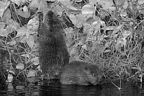 Two Eurasian beaver (Castor fiber) kits feeding at night, born in the wild on the River Otter, part of a release project managed by the Devon Wildlife Trust, Devon, England, UK, August 2015.