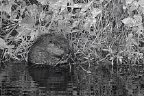 Eurasian beaver (Castor fiber) kit feeding on Willow (Salix) at night, born in the wild on the River Otter, part of a release project managed by the Devon Wildlife Trust, Devon, England, UK, August 20...