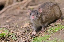 Juvenile Brown rat (Rattus norvegicus) sniffing, Gloucestershire, England, UK, April.